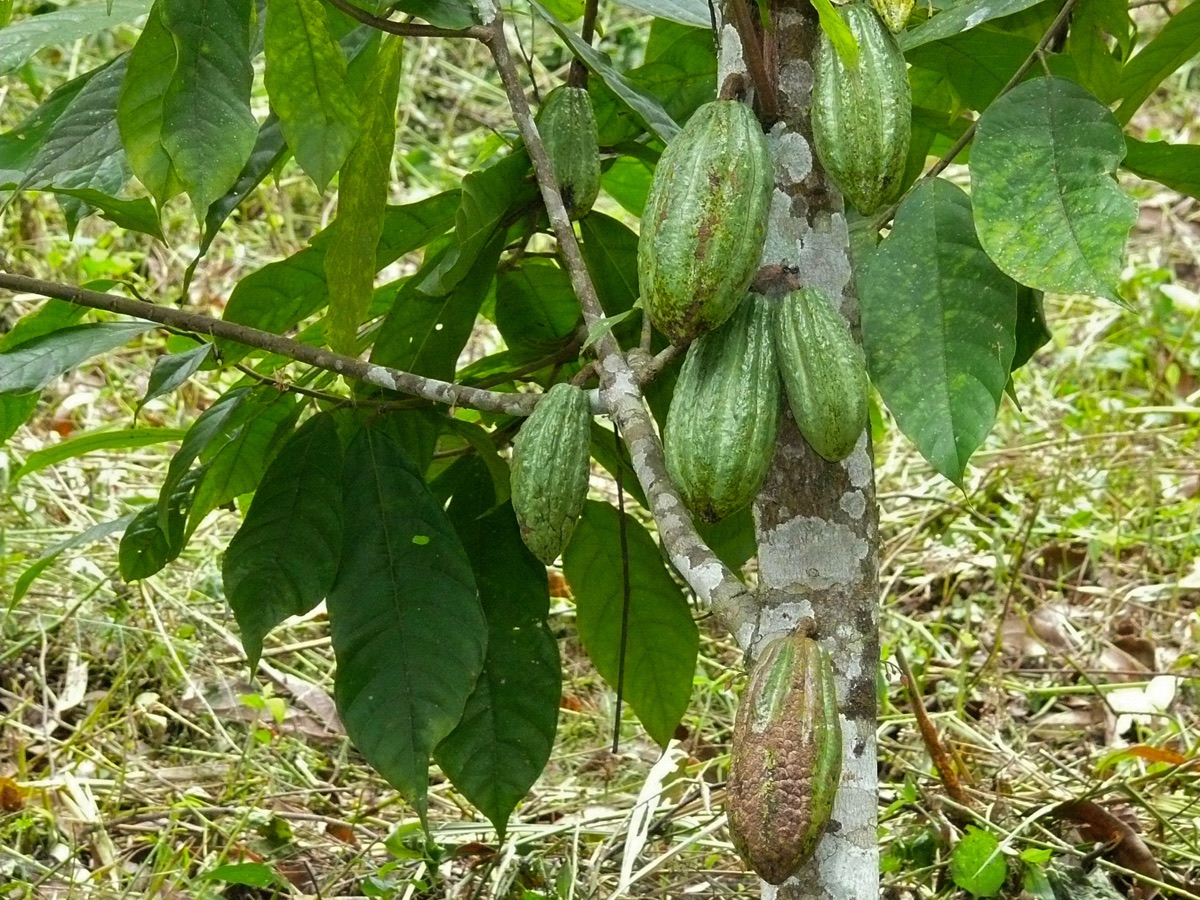 Cacao pods growing on a tree in the Philippines