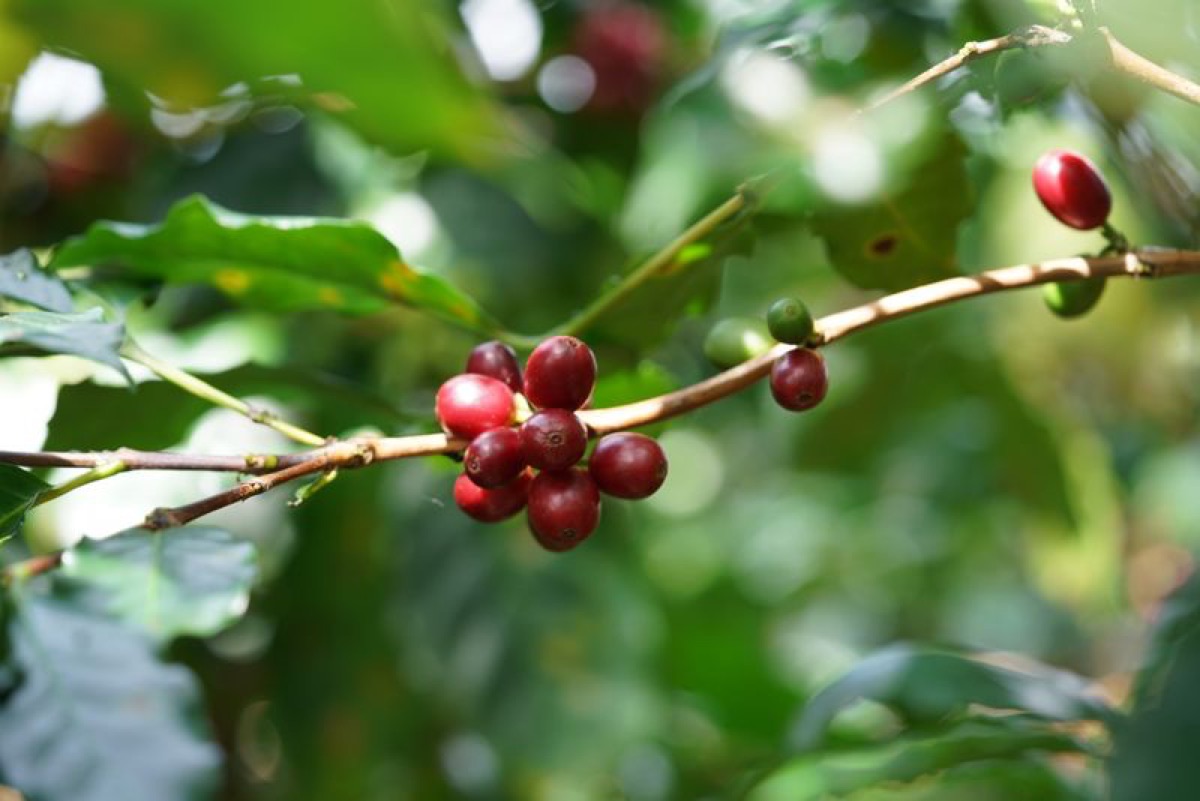 Ripe red arabica coffee cherries on a branch