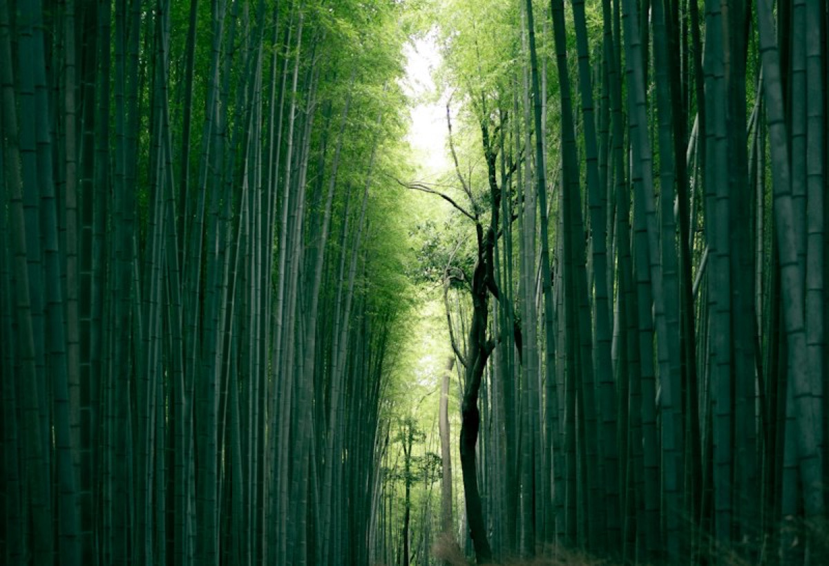 Tall green bamboo grove